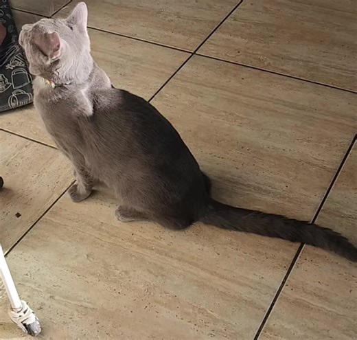 Sweetest little meow #fyp #michi | Cat Meowing Videos