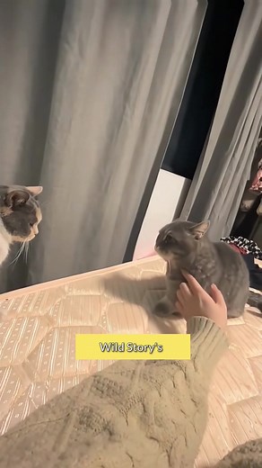 Funny Cat Reaction Video 🤣 #shorts #funny #cat #funnycat #trend #trending #reelfunny | Wild_ story's