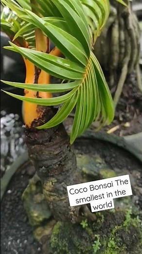 The Smallest Coconut tree Bonsai in the world