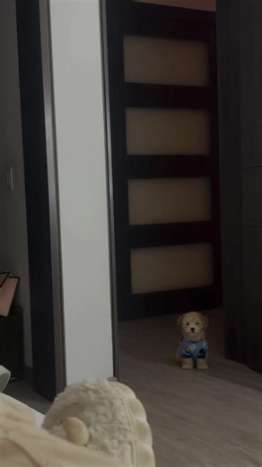 Mi Shayla: El Maltipoo Que Roba Corazones