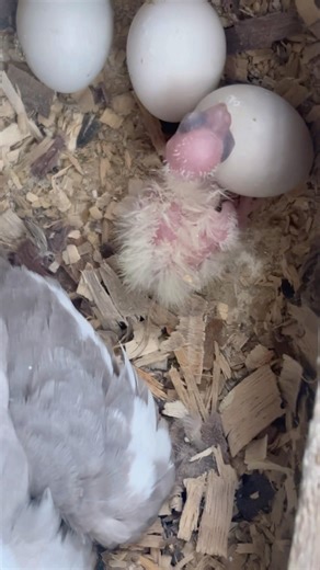 Cockatiel bird baby 🐣| #cockatiel #birds #baby #cockatielbird #parrot #cutebaby #ytshorts #shorts