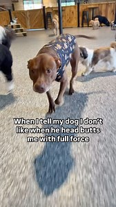 Bully breeds with brick heads | Just Opie Things