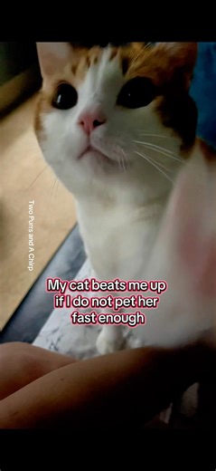 My Cat Runs a Zero-Tolerance Petting Policy #funnycat #petcomedy #catattack