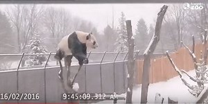 Go home panda. You are drunk.