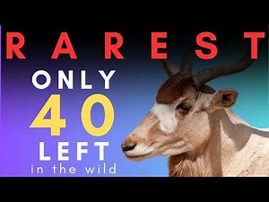 Ten EXTREMELY Rare Animals