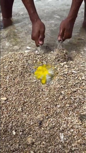 Catching an Octopus Hidden in Sand! 🐙😱 | Unexpected Sea Hunt