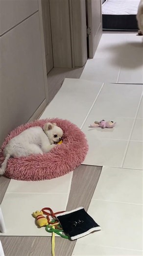 불안형 여친 VS 안정형 남친(차우차우 루이와 포메 호세의 관계)