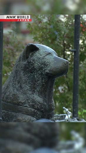 Authorities in Tokyo's Shibuya Ward don't want any crowd trouble during Halloween. So they've hidden one of the area's most popular meeting spots. | NHK WORLD-JAPAN