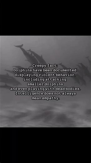 The Dark Side of Dolphin Intelligence 🐬