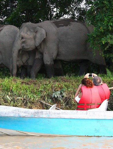 Kinabatangan River Cruise 3D2N (Abai & Sukau) | Borneo Adventure