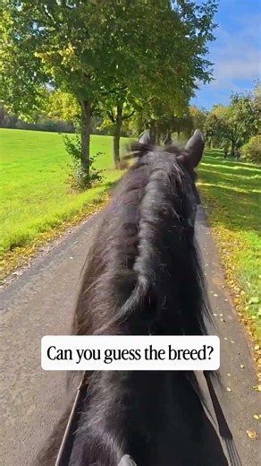 Which Horse Breed is this? 🐴😍 #horse #game #trivia