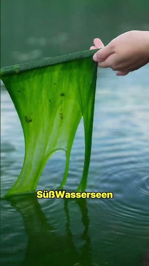 This is how crispy seaweed sheets are made
