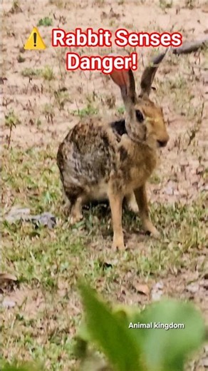 Wild Rabbit in the Wild | Cute Rabbit Wildlife Close-Up | Animal Kingdom #wildlife #animals #shorts