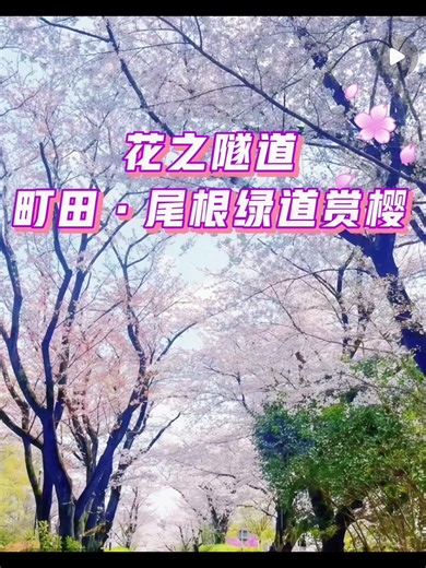 如果您想避开热门景点的熙攘人潮，寻找一处静谧又自然的赏樱之地，尾根绿道真是不容错过的选择。 这条绿道沿着多摩丘陵的山脊，贯穿整个町田市东西方向，全长约20公里。原为旧“战车道路”的遗迹，后由町田市重新整备而成。如今，这里不仅是一条散步、骑行的绝佳路线，更是一条长长的“花之隧道”。 绿道两侧种植着多达18种樱花树，种类丰富，从3月的早樱如江户彼岸，到4月上旬盛开的染井吉野、山樱，花期次第登场，能长时间享受樱花带来的美景。 在这漫天飞舞的樱花之下，一片片金黄的油菜花悄然绽放，与粉白的花雨交相辉映，构成了一幅动人心魄的春日画卷。 清风拂面，鸟语花香。 没有喧哗的叫卖、没有密集的人群，只有自然的节奏和花开的声音。这就是尾根绿道，一个藏在城市角落的春日秘境。#日本[话题]# #东京[话题]# #盛开的樱花林下[话题]# #旅游推荐[话题]##樱花[话题]#[话题]# [话题]# [话题]# [话题]# [话题]#