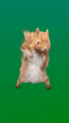 dancing squirrel