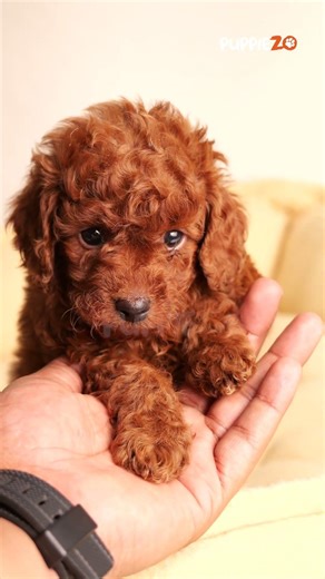 This Tiny Poodle Will Steal Your Heart 🐶✨ | Too Cute to Ignore #poodle #toypoodle #puppiezo #dogs