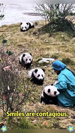 Panda 🐼 so cute #panda #pandalover #pandapuppy #pandababy