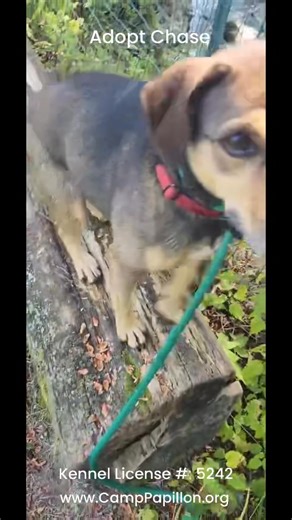 5.7K views · 92 reactions | Chase’s journey hasn’t been an easy one…...