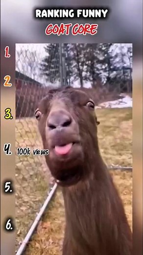 Top 6 Funniest Goat Moments – You Won’t Stop Laughing! 🐐😂 #FunnyGoats #GoatFails #AnimalComedy