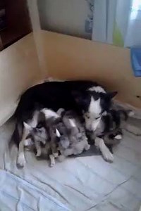 Border collie family ! via Valeria Roshchak | BuzzSharer Border Collies