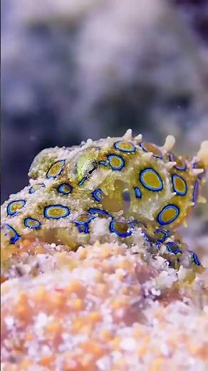 The Most Dangerous Octopus on Earth.