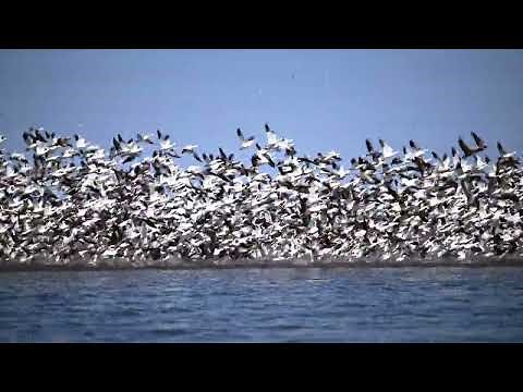 2025 Snow Goose Migration