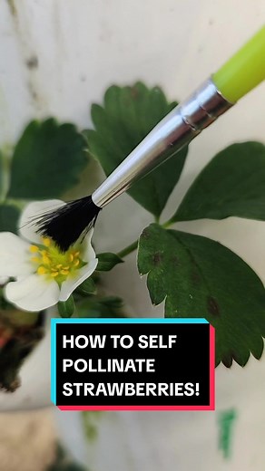 How to Self-Pollinate Strawberries for Efficient Growth