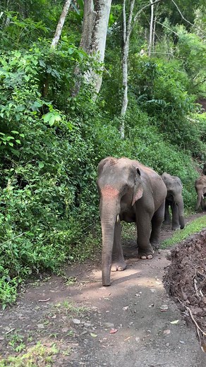 Elephants are truly incredible creatures! 🐘 When they’re with their herd, the female takes charge, guiding everyone on their journey. It’s amazing to see such strong leadership in nature! #pataraelephantconservation #pataraelephantsafari #elephant #thailand #chiangmai