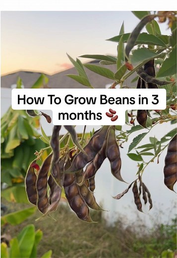 How to Grow Beans in 3 Months: A Fast & Easy Guide 🫘