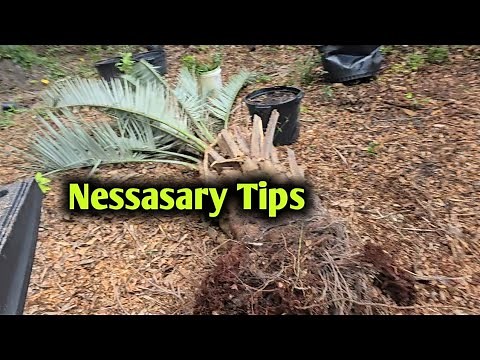 Transplanting a Pindo Palm. Best tips from an experienced nursery man.