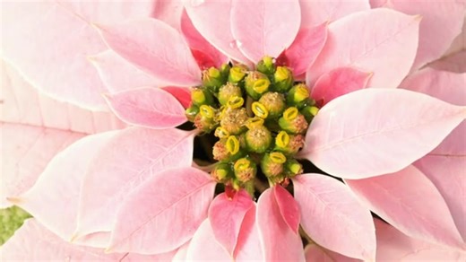 21 reactions | Have Fun - Try Winter (Holiday) Containers What are some of the best container combinations, specifically tips for indoor containers? Click here for an interesting video that provides some great tips for holiday containers inside our home. | GardenSMART | Facebook