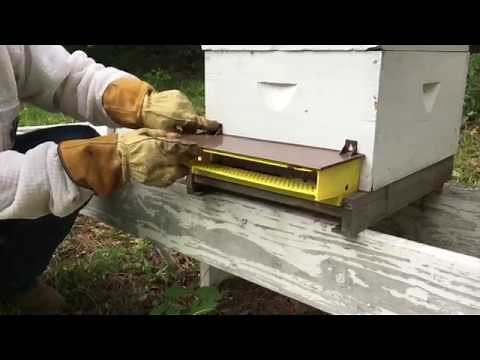 How To Collect Bee Pollen