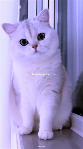 Pal Pal ~ Afusic ❤️‍🩹😕 | Cat Version 💔 | Slowed+Reverb | Aesthetic edit Status ✨😟 | #lyrics #edit