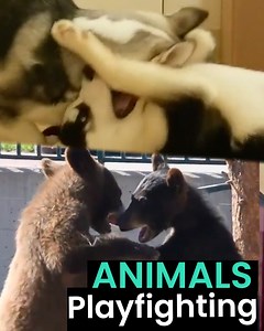 53K views · 1.2K reactions | Animals Can NEVER Stop Play fighting  壘 | Animal Antics | Facebook