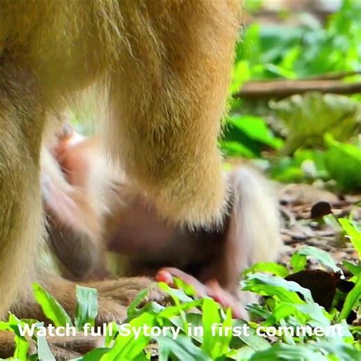 11K views · 103 reactions | How Lily cried …Libby she real leave her Lily a lone on grass …Pity small Lily Watch full Story in first comment | Cute monkey family | Facebook