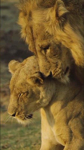 Lion Love: A Majestic Bond in the Wild | African Wildlife Moments