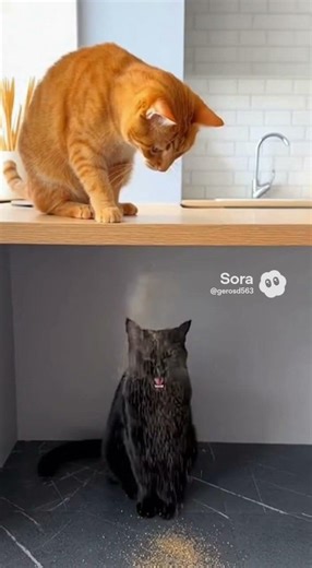 打噴嚏的貓咪｜The cat sneeze because of pepper