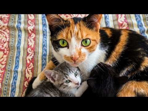 Loud Purring ASMR! 🔊 Agnes Nursing Her 3 Tiny Kittens 🍼 4K Visual Serenity