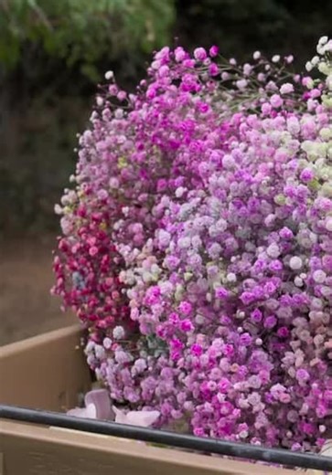 Billionaire Blooms S01:E04 - Episode 4