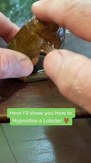 How to Hypnotize a Yabby: Freshwater Lobster Techniques