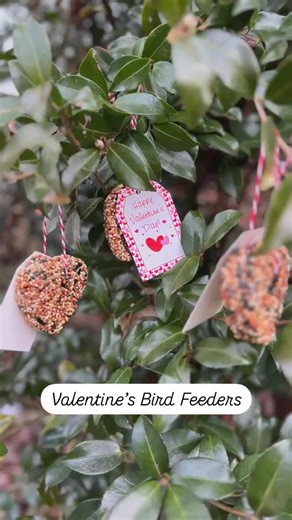 Katherine | Let Them Play on Instagram: "We wanted to put a homemade touch on Valentine’s Day and made heart-shaped bird feeders for my kiddos to pass out to all their classmates! Hopefully they make our school friends and feathered friends happy ❤️🐦‍⬛🫶🏻 These birdfeeders took some trial and error, but after making 7 dozen 😱 of them, I learned a method that works. I wanted to pass along what I learned for anyone interested in making these too! The great thing about this project is that you c