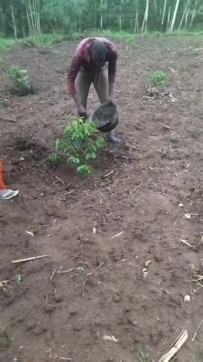 Cs.wanjala (@sir.wanjala)’s videos with original sound - LUHYA_SONGS🇰🇪🇰🇪