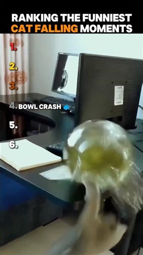 Ranking The Funniest Cat Falling Moments