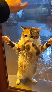 526K views · 11K reactions | Watch full rescue  https://trnews.huongrung.net/3841/07/ | MarleneCummins | Facebook