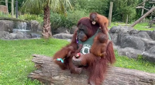 Harry T was found years ago so now he's helping us out #🙏