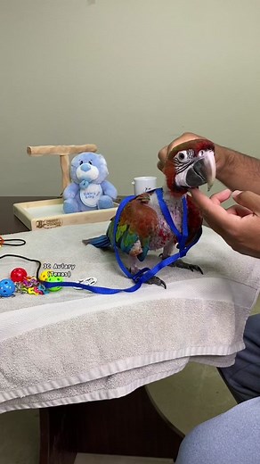 Red Dominant Camelot Macaw: Sweet Baby Fully Trained by Experts