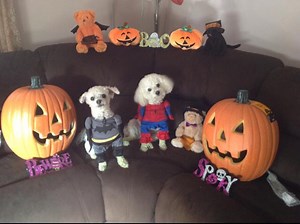 Pet Costumes: Superheroes, Knight in Fluffy Armor