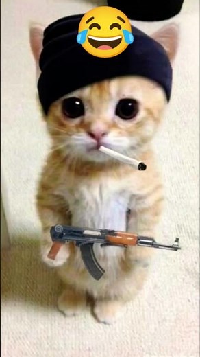 “Funniest Pictures You’ll See Today 😂🐱”#shorts