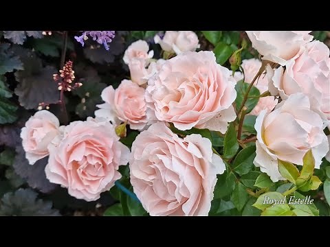 Beautiful modern roses. Part 2. Hystad rose garden 2022.