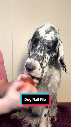 Stress-Free Dog Nail File for Easy Grooming